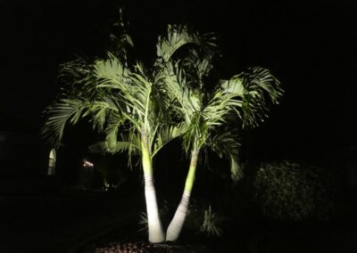 Florida Villa Palme bei Nacht